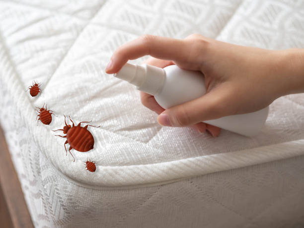 Best Flea Control Services  in Champion Heights, OH