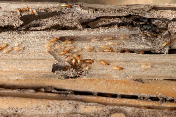 Best Best Pest Control Companies  in Champion Heights, OH